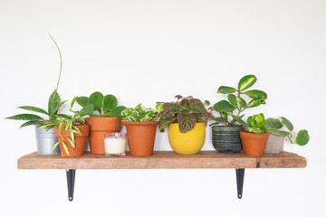 beauty plants for home decoration