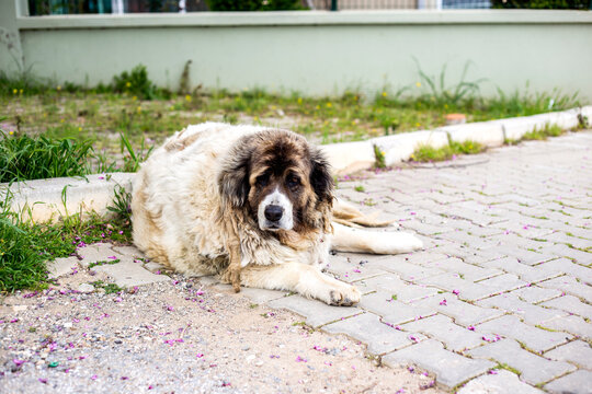 White old Tibetan Mastiff dog is lying on the pavement in the city.