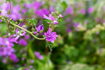 Purple flowers of mallow (Malva sylvestris) in the garden, close-up, selective focus
