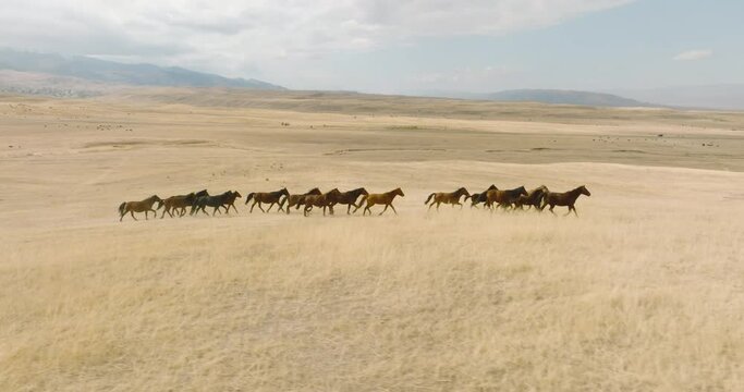 Herd of horses grazing on dry field in steppe with mountain background. Aerial drone view at autumn cludy day.