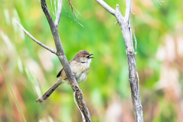 Graceful Prinia warbler bird on a branch, Prinia Gracilis
