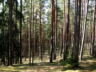 Obraz premium Pine trees in the woods