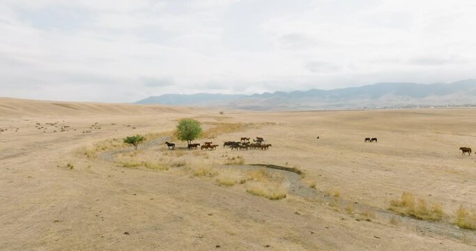 Herd of horses grazing on dry field in steppe with mountain background. Aerial drone view at autumn cludy day.