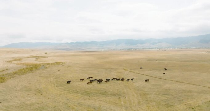 Herd of horses grazing on dry field in steppe with mountain background. Aerial drone view at autumn cludy day.