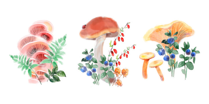 Set of Watercolor illustrations of mushrooms and berries for posters, cards, stickers, textile, children’s book and rooms. Porcini and chanterelle mushrooms, blueberries, cloudberry, barberry.