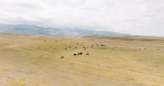 Herd of horses grazing on dry field in steppe with mountain background. Aerial drone view at autumn cludy day.