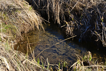 A stream of water in a field with the dry grass surrounded it