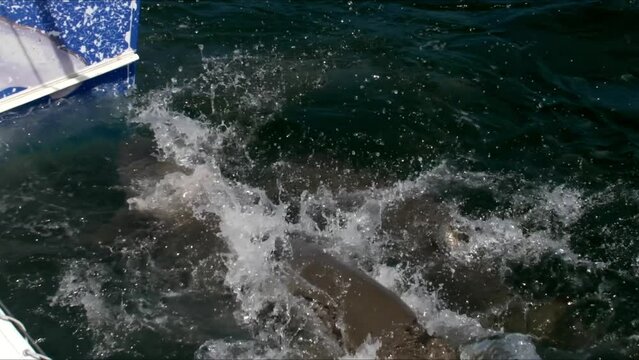 Sharks yank and tag at fish tail dangled offside of tour boat
