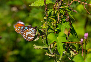 tropical butterfly perched on leaves in the forest