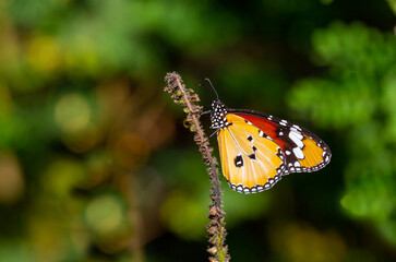 Fototapeta na wymiar tropical butterfly perched on leaves in the forest