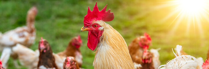  portrait of the head of a rooster