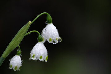 雨に濡れた白い花