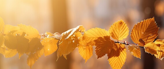 Golden autumn leaves in sunlit sky, perfect. Thanksgiving backdrop with blurred bokeh foliage. Generative AI