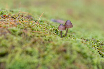 苔の上に生えた小さなキノコ