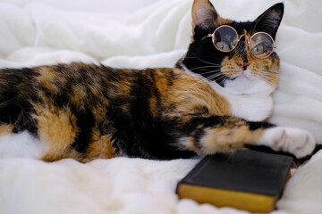 close-up of beautiful brown tricolor adult smart cat in round glasses proudly lies on white soft plush blanket, looks around, reads book, family bible, concept of knowledge, importance of education