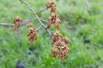 Branch of blooming ash-leaved maple on a blurred background