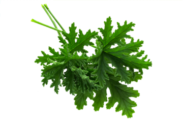 Leaves of the Citronella Geranium plant (Scent Geranium, Pelargonium) isolated on a transparent background.
