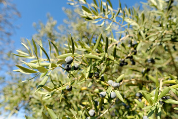 olive evergreen tree, Olea europaea with green leaves ripening fruits on branches against backdrop beautiful Mediterranean mountains, olive grove spring sunlight, beauty Spain, Andalusia, ‎Olive oil