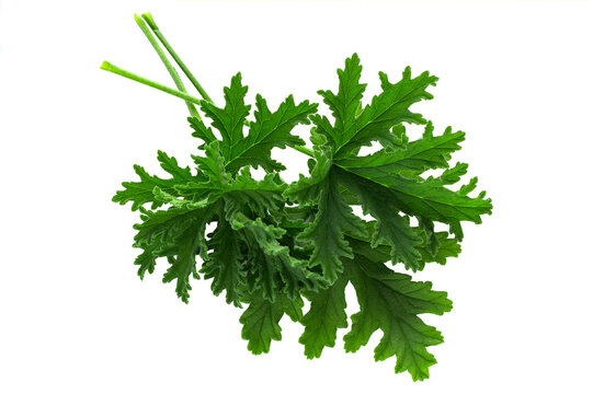 Leaves of the Citronella Geranium plant (Scent Geranium, Pelargonium) isolated on a transparent background.