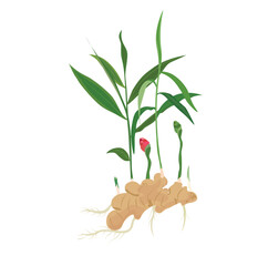 Fototapeta na wymiar Whole ginger plant vector set. Ginger flat vector in cartoon style. Growing ginger with root, leaf, flower, sprouts.