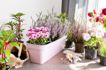 Planting autumn flowers in pots, decorating a balcony or terrace in autumn, heather and...