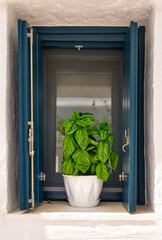 Flower pot with basil plant on window sill of whitewashed house in