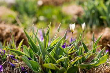 The first spring flowers. Purple crocuses (lat. Crocus) close-up in the morning sunlight.