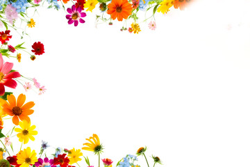 Wildflowers on a white background, ideal for banners, shallow depth of field, Illustrative Generative AI