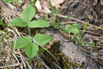 wild strawberries leaves in the forest 