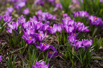 The first spring flowers. Purple crocuses (lat. Crocus) close-up in the morning sunlight.