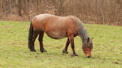 Fototapeta premium Animals