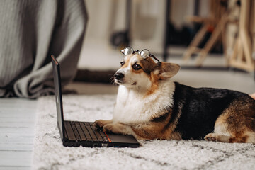 Cardigan welsh corgi wearing glasses and working on a laptop