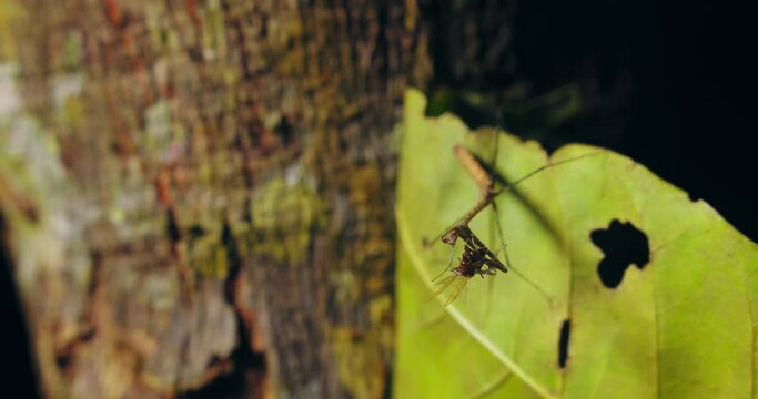 A praying mantis with its prey on a leaf in the rainforest. Close-up shot