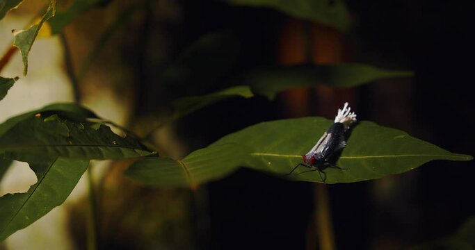 A wax-tailed leaf hopper sits motionless on a leaf that sways in the wind. Close up shot