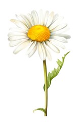 Watercolor illustration of a chamomile flower isolated on white background. Generative AI.