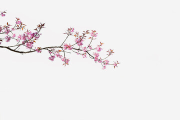 closeup of himalayan cherry blossoms, white background