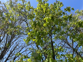 green leaves against the sky