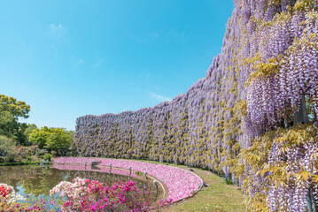 むらさき藤のスクリーン　あしかがフラワーパーク