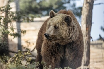 Fototapeta na wymiar Brown bear walking in forest