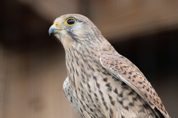 Common Kestrel in blurred background