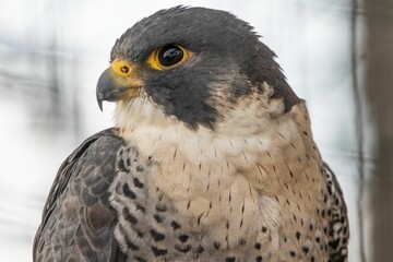 Peregrine Falcon looking side in blurred background