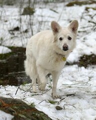 Closeup shot of a cute white dog walking around in a snowy park