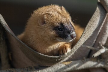 Small Siberian skunk in hammock