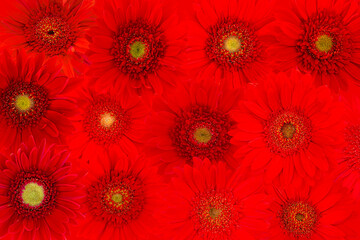 Blurred for background.Red Collection Gerbera Daisy.