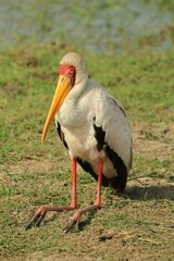 Vertical shot of a cute Yellow-billed stork found standing in the wild
