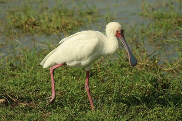 Scenic view of an African spoonbill bird roaming around in the wild