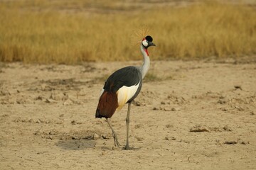 Beautiful Gray Crowned Crane on the dry yellow field