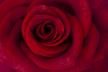 Blurred for background.Red rose in romantic background.Concept for Valentine Day.