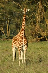 Vertical shot of a giraffe found grazing in an open field in the wild