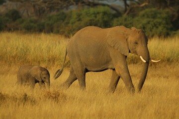Mother elephant with a baby walking on the dry yellow field